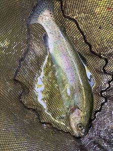 Rainbow Trout