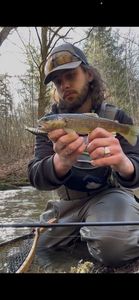 Brown Trout