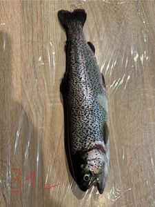 Rainbow Trout