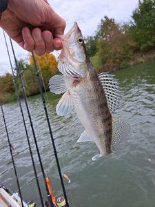 Zander
