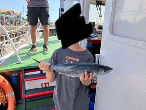 Atlantic Bonito