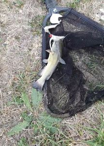 Black Bullhead