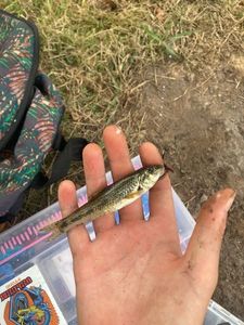 Gudgeon