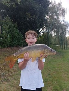 Mirror Carp