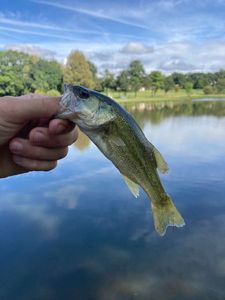 Largemouth Bass