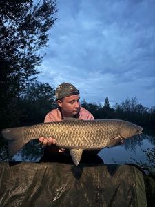 Grass Carp