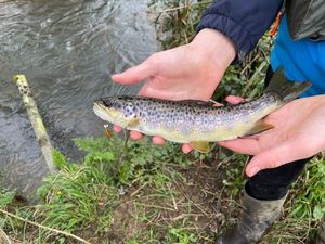 Brown Trout