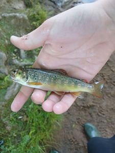 Brown Trout