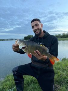 European Perch