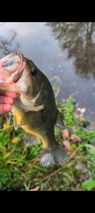 Largemouth Bass