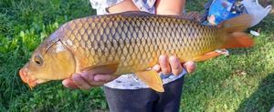Common Carp