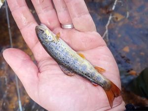 Brown Trout
