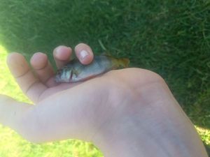 European Perch