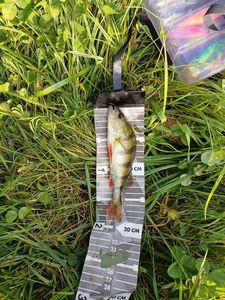 European Perch