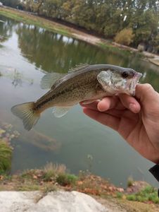 Largemouth Bass