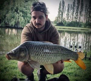Common Carp