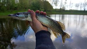 Northern Pike