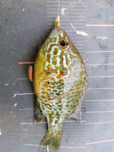 Green Sunfish