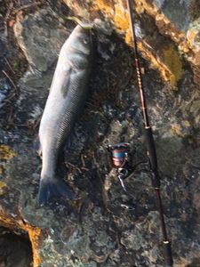 European Bass (Seabass)
