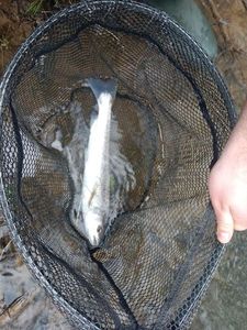 Pink Salmon