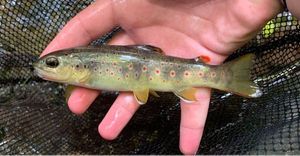 Brown Trout