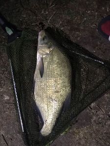 Common Bream