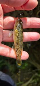 Round Goby