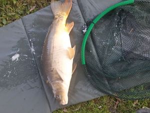 Mirror Carp