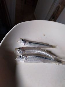 Smelt