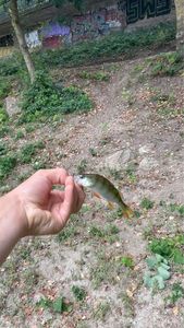 European Perch