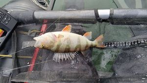 European Perch