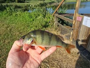 European Perch