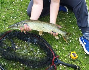 Northern Pike