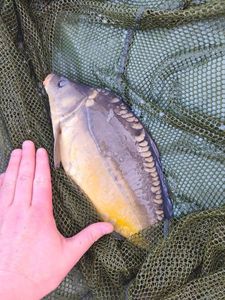 Mirror Carp