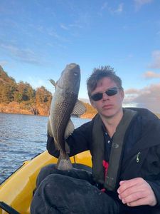 Atlantic Cod (Baltic)