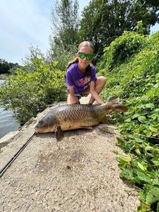 Common Carp