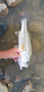 Largemouth Bass