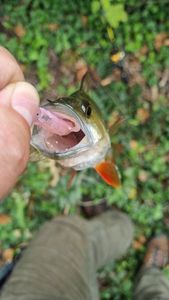 European Perch