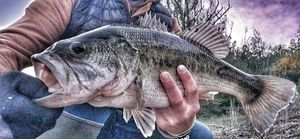 Largemouth Bass
