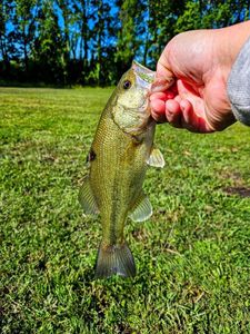 Largemouth Bass