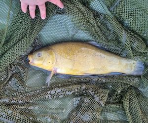 Tench