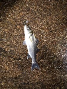 European Bass (Seabass)