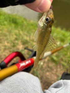 Ruffe