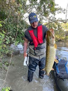 Northern Pike