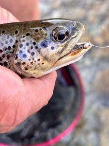 Brown Trout
