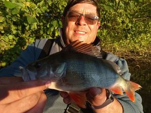 European Perch