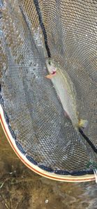 Rainbow Trout