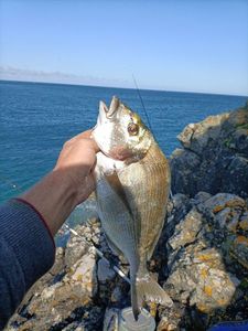 Gilthead Seabream