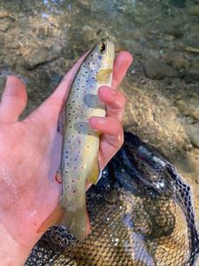 Brown Trout