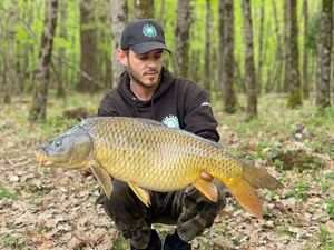 Common Carp